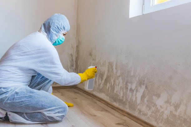 Professional mold removal team in Paradise